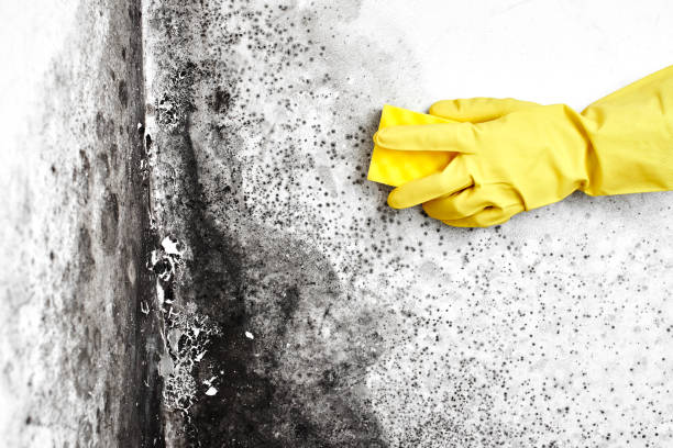 Best Commercial Mold Removal  in Erie, IL