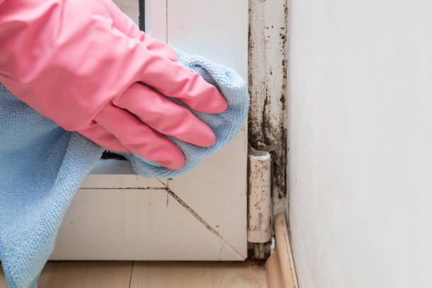 Best Professional Mold Removal  in Erie, IL